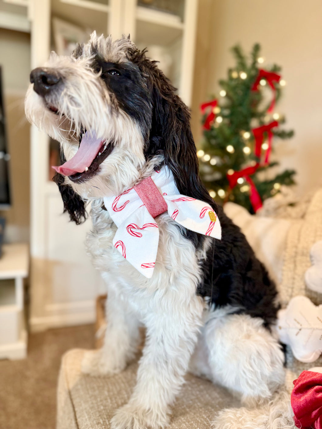 Candy cane lane | collar sailor bow