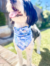 Load image into Gallery viewer, Shark tale | Bandana
